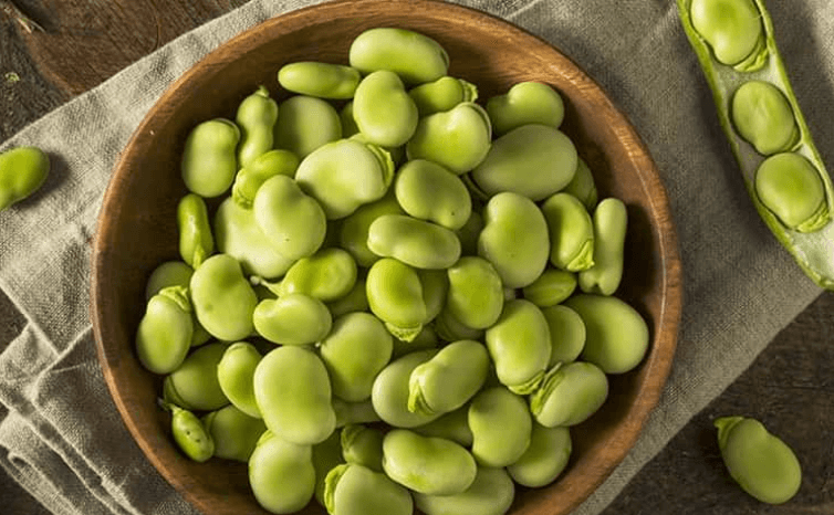 자이언트 파바빈 가격 부작용 효능 총정리