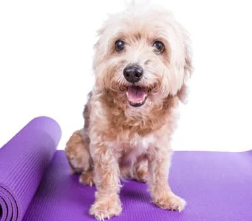 강아지 다리 절뚝거린다면? 이 글 놓치면 수술까지..