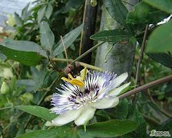 시계초 이미지 사진