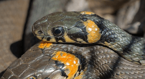 뱀이 두 마리 서로 얽혀 있는 꿈해몽