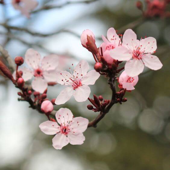 N서울타워 봄꽃축제 Blossom Tower