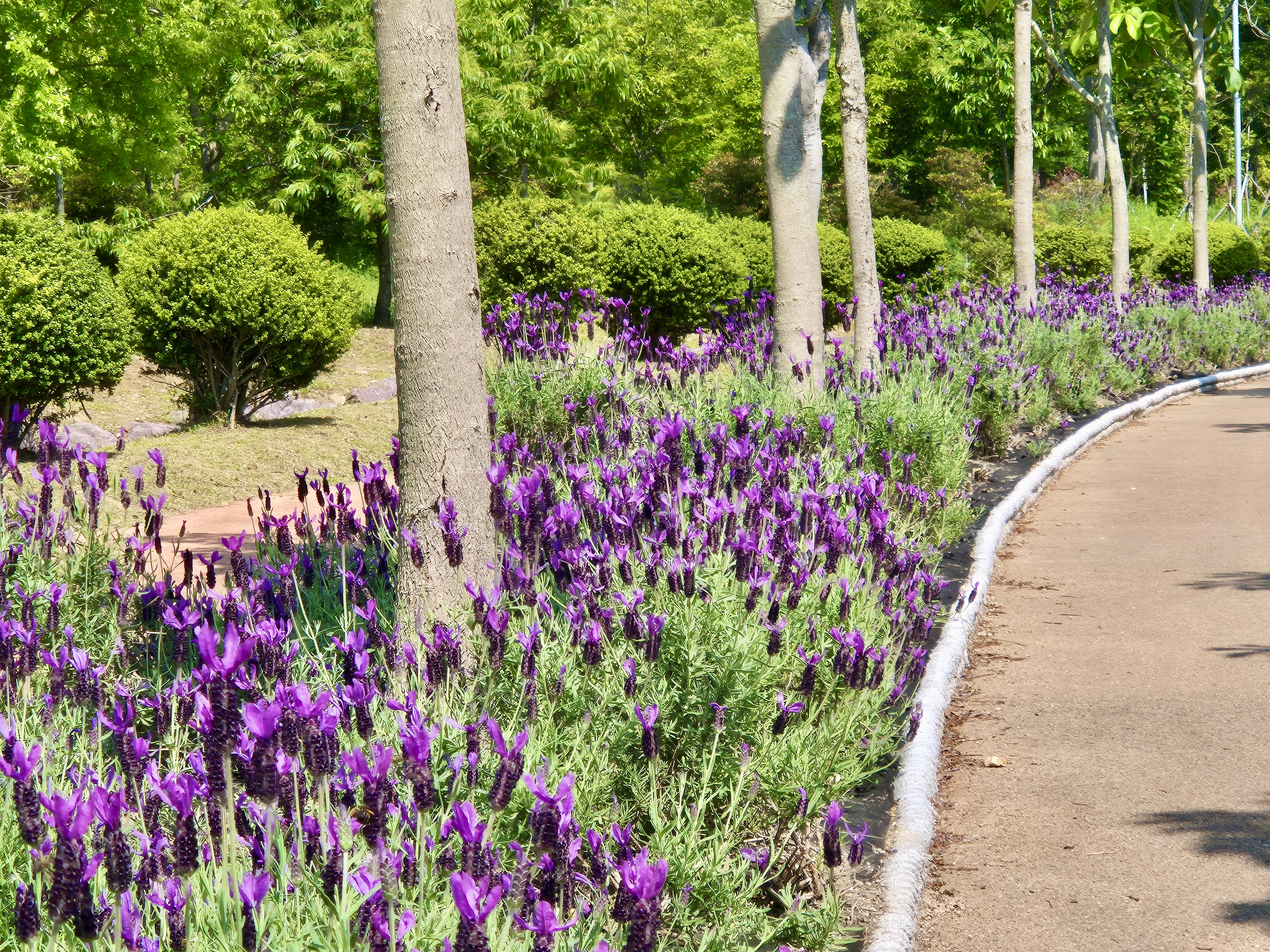 해운대 수목원 장미원, 해운대수목원, 장미명소, 노란장미, 빨간장미, 분홍장미, 장미포토존, 해운대수목원 라벤더