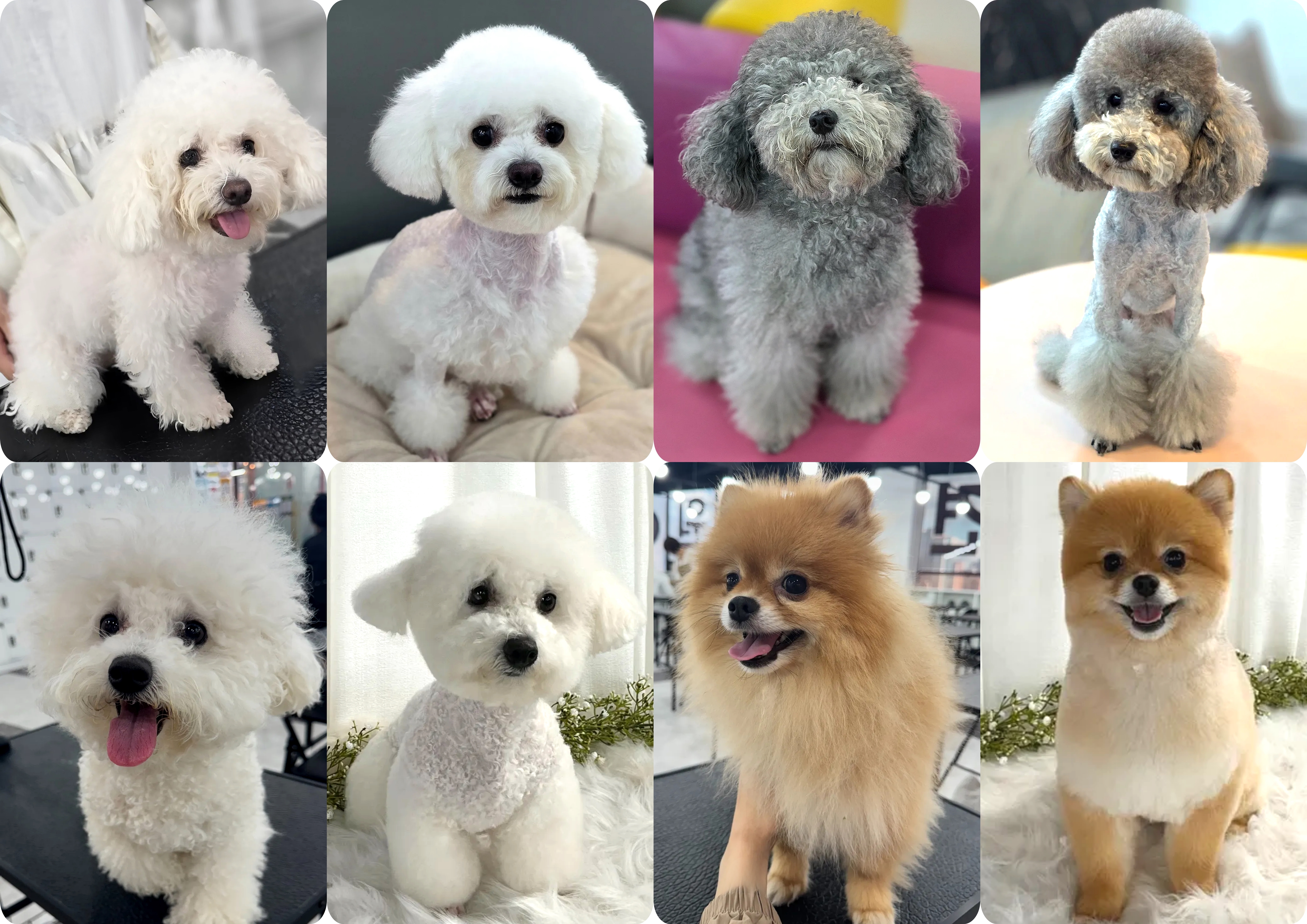 물금애견미용학원