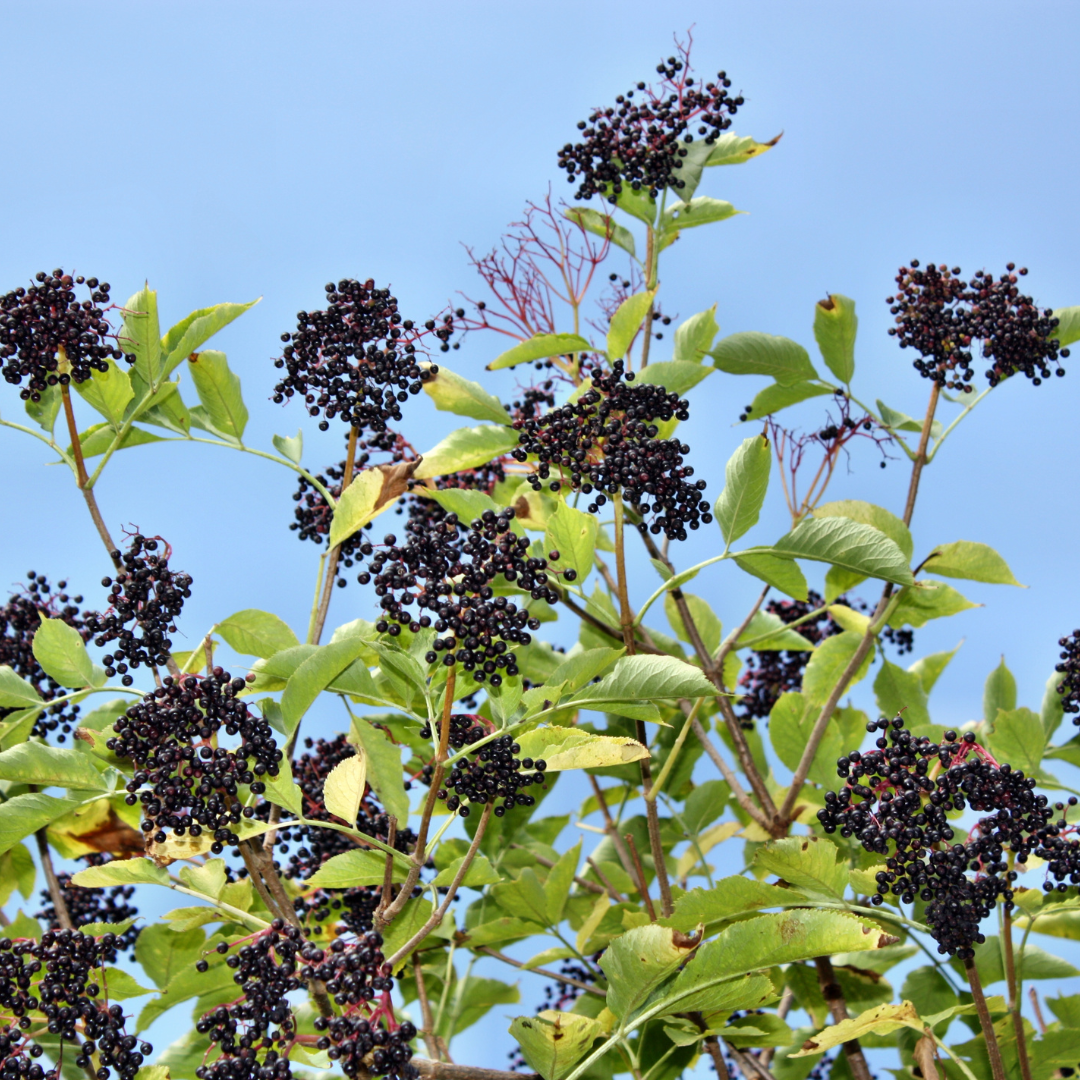 엘더베리 효능 과다 섭취 부작용&amp;#44; 하루 섭취 권장량&amp;#44; 많은 음식 7가지
