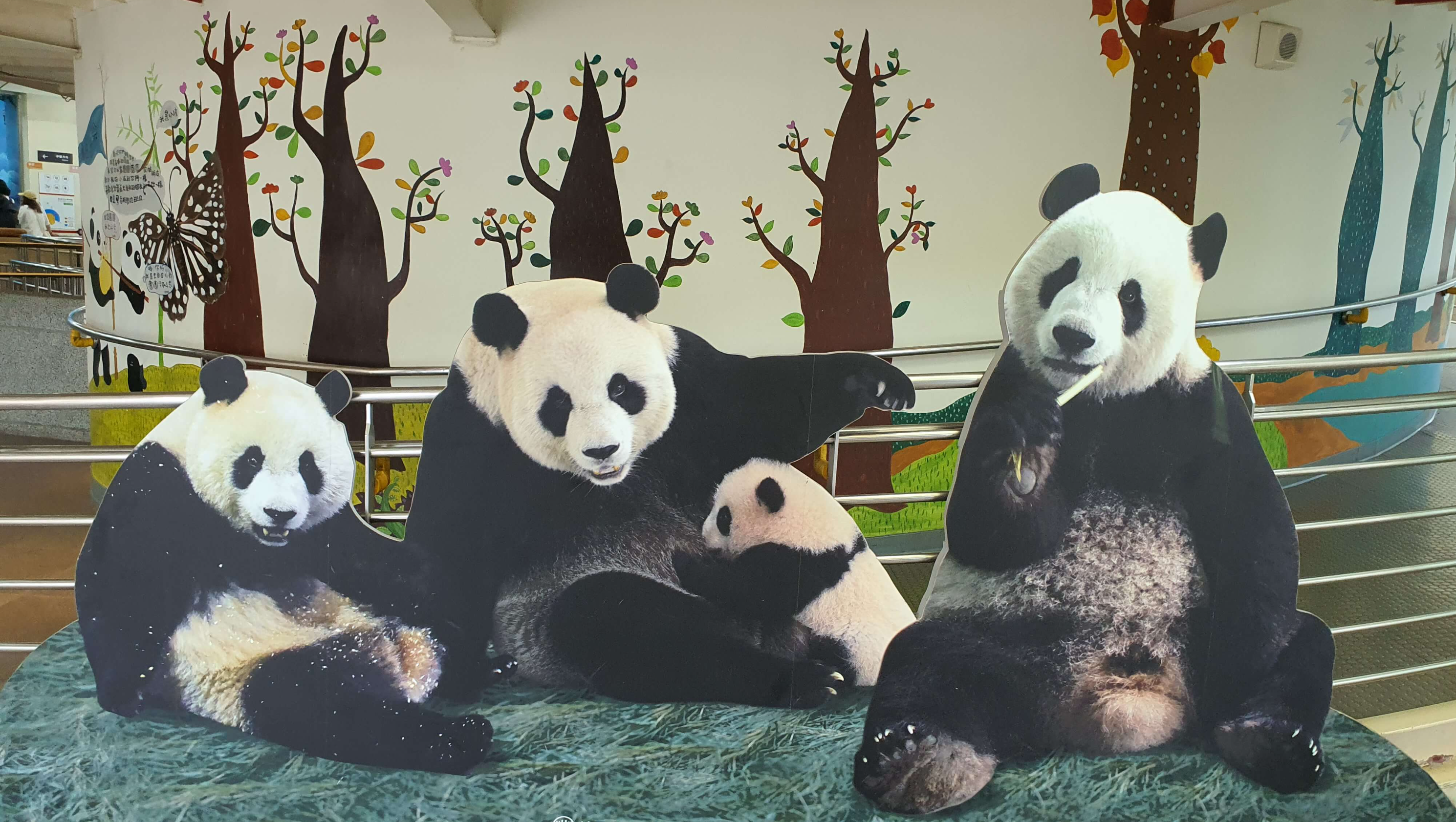 대만 판다 가족