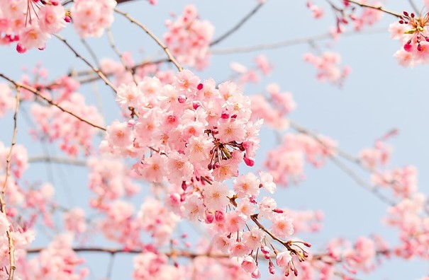 벚꽃 개화시기 2025 벚꽃축제 벚꽃명소 벚꽃산악회