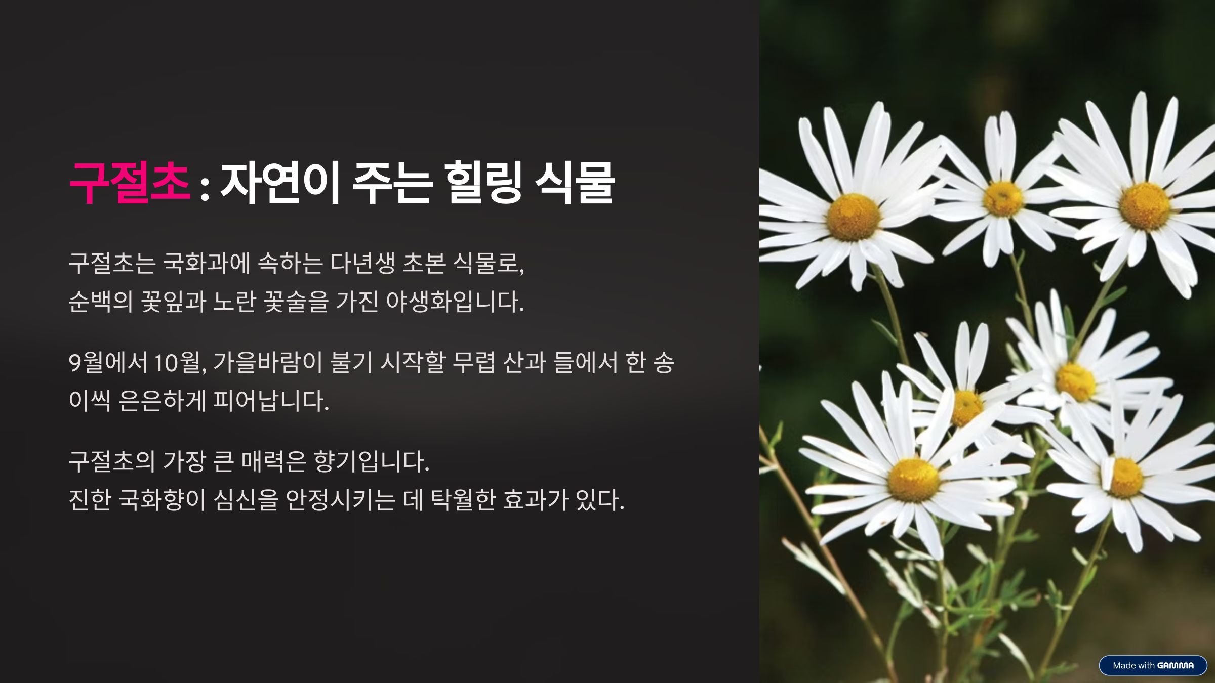 구절초란
