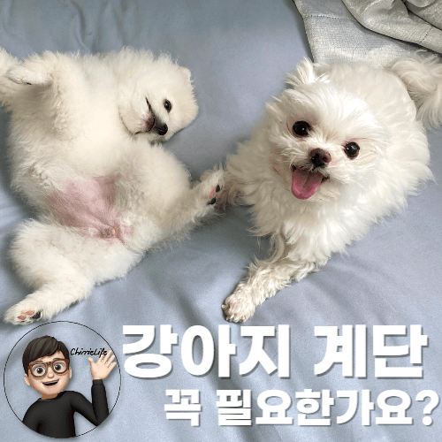 편안하게 누워 있는 강아지와 웃고 있는 강아지