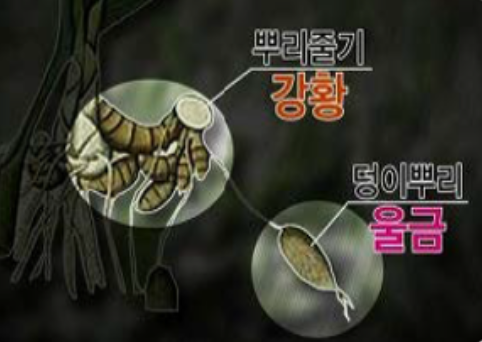 커큐민 효능