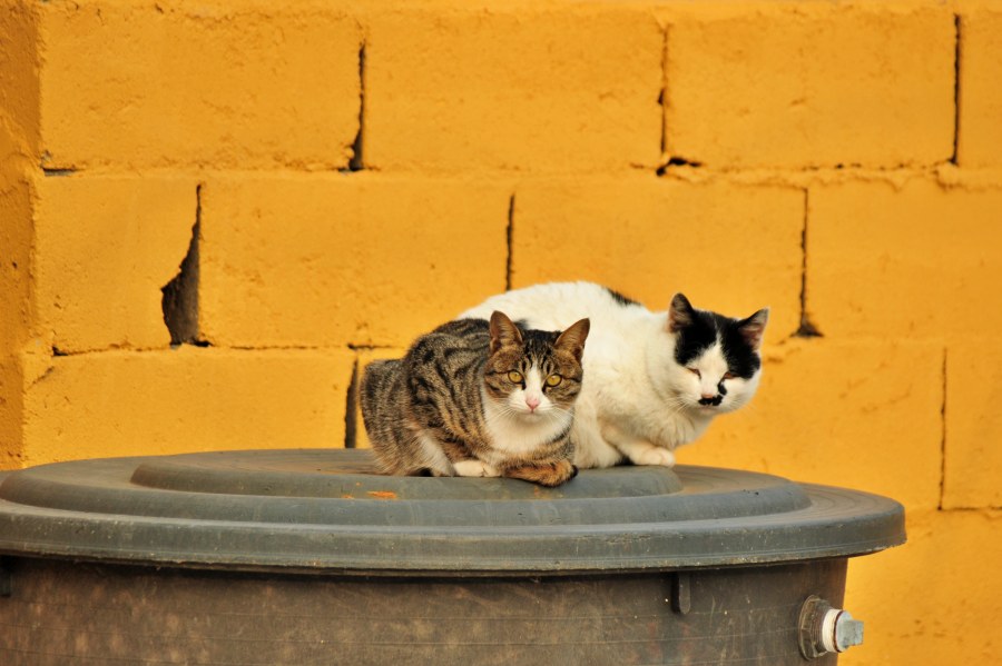 통 위에 있는 두 마리의 길 고양이