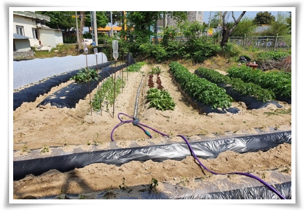 &quot;9월에 심기 좋은 텃밭 작물&quot; 풍성한 수확을 위한 최고의 작물 선택과 관리 비법!