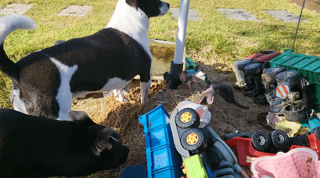 흙을 파해치는 강아지 사진