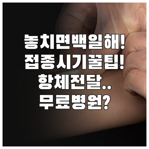 임산부 백일해 접종 항체 전달 시기와..