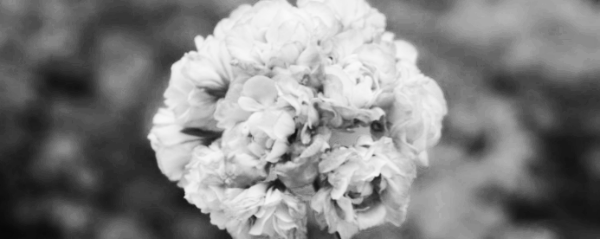 제라늄 종류: 조날 제라늄 (애플블라썸 로즈버드)