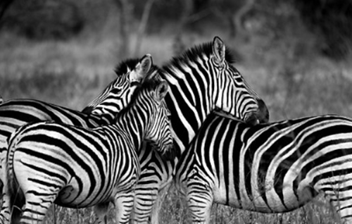 흑백 사진에 얼룩말 4마리가 모여 있는 모습
