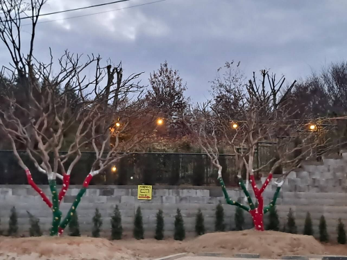 카페덕기 익산 바나나 나무 온실정원 익산 대형카페