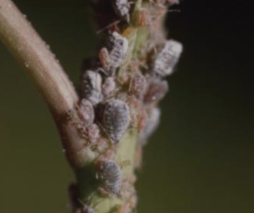 붉은테두리진딧물