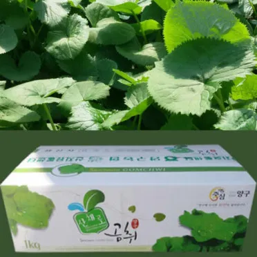 곰취 먹는방법 쌈 무침 장아찌 만드는법 요리 데치는방법_12