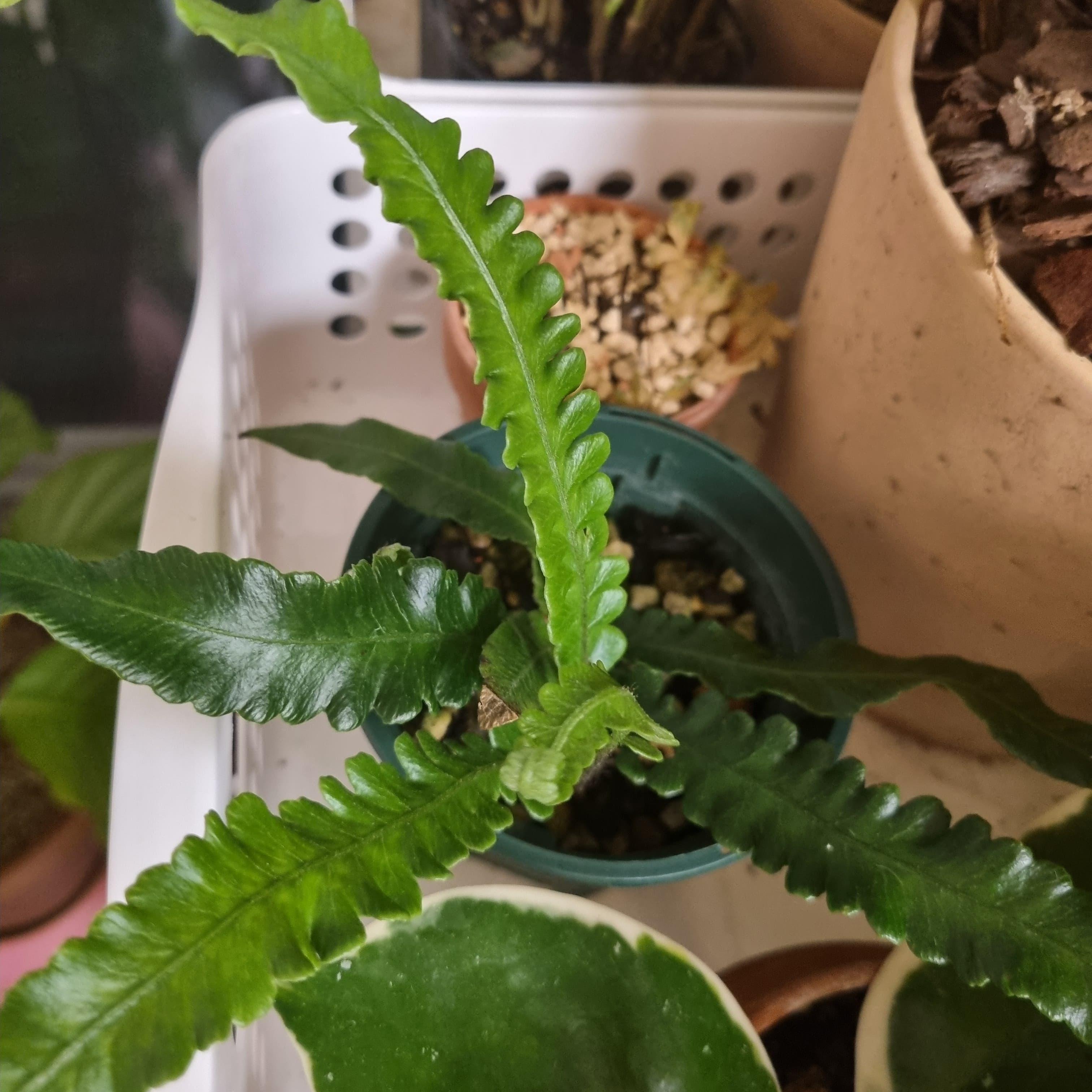 고사리를 키우며 배운 &lsquo;느리게 자라는 것의 가치