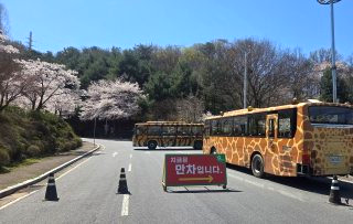 오월드 늑대 탈출 대전 시내 네거리서 목격
