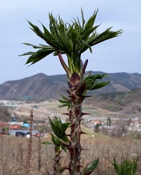 6시내고향-엄나무순