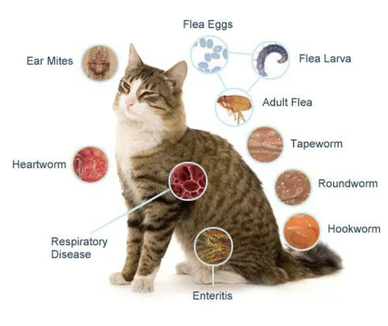 고양이 기생충 사진 약 증상_1