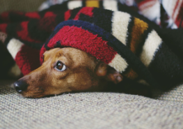 담요 아래에서 배를 깔고 엎드려 경계심을 보이는 갈색 개, 즉각적인 반응을 준비하는 모습