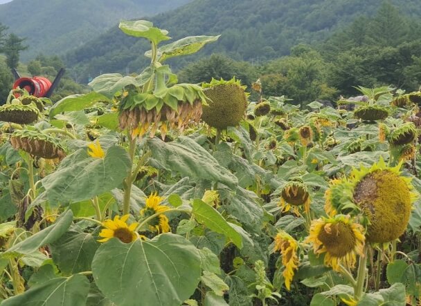 태백 해바라기축제