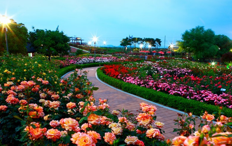 곡성장미축제-사진들