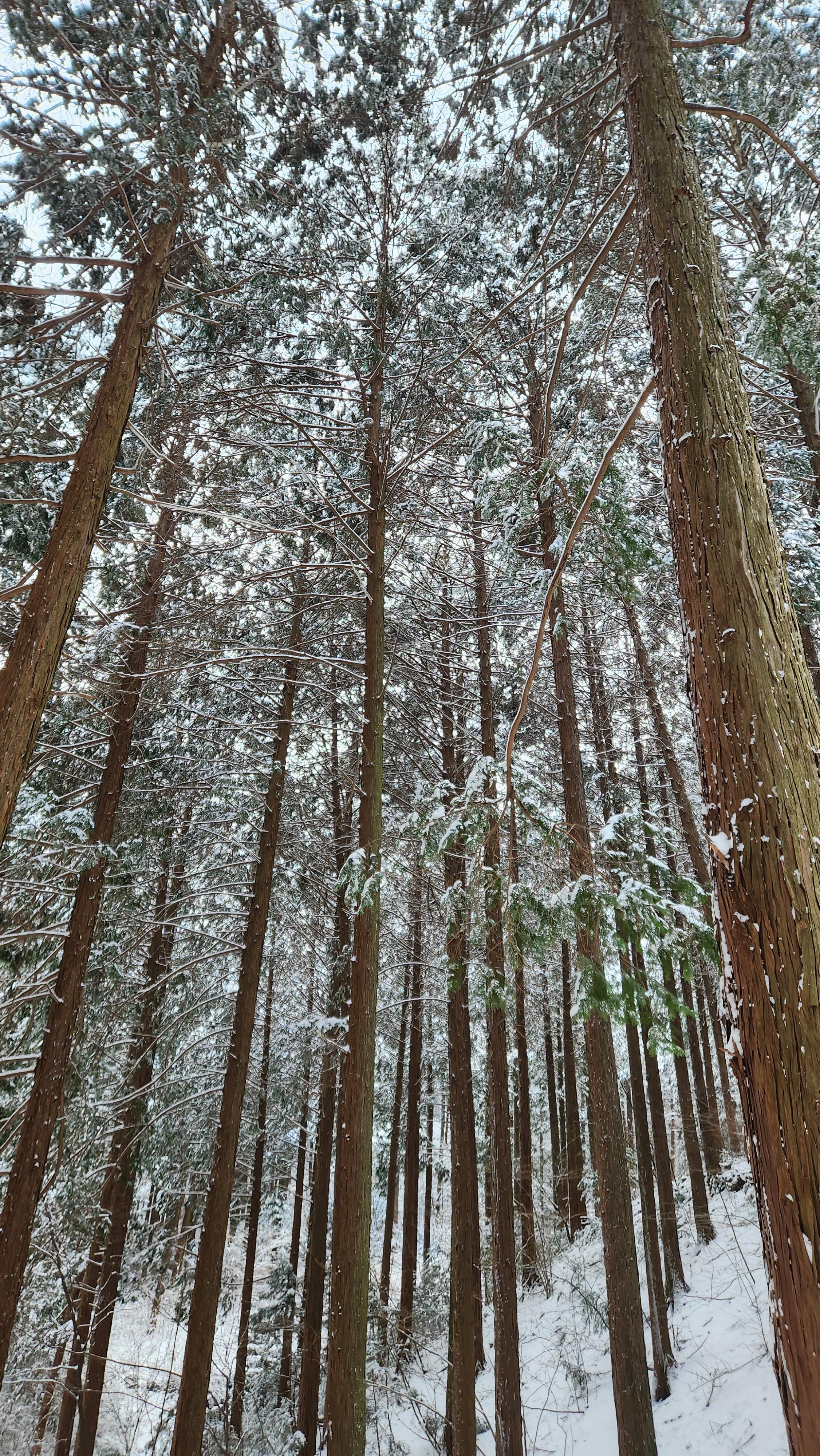 장성 치유의숲 편백나무들의 위용