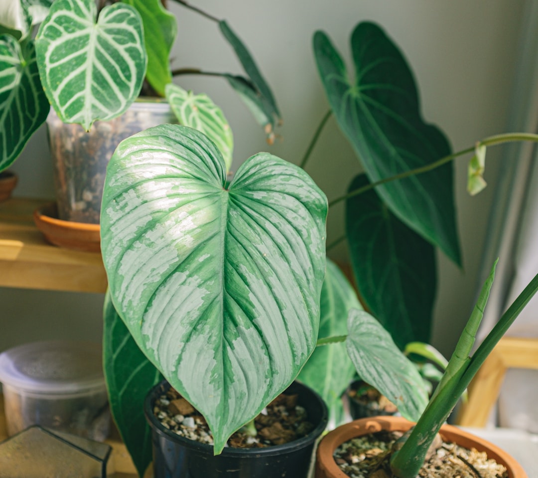 Anthurium