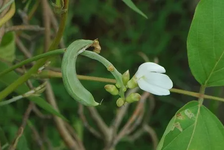 작두콩 흰 꽃과 휘어진 어린 꼬투리 — 작두콩 식물 특징