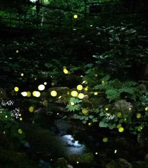 2025 화담숲 봄 수선화 축제