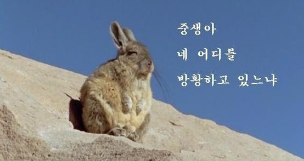 방황하는 토끼