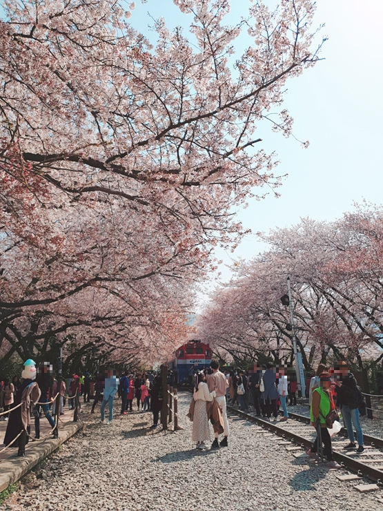 진해 군항제 일정 벚꽃 축제 주차장