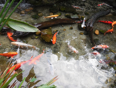 물고기 꿈해몽, 큰 물고기 작은 물고기 꿈 의미(길몽일까?)