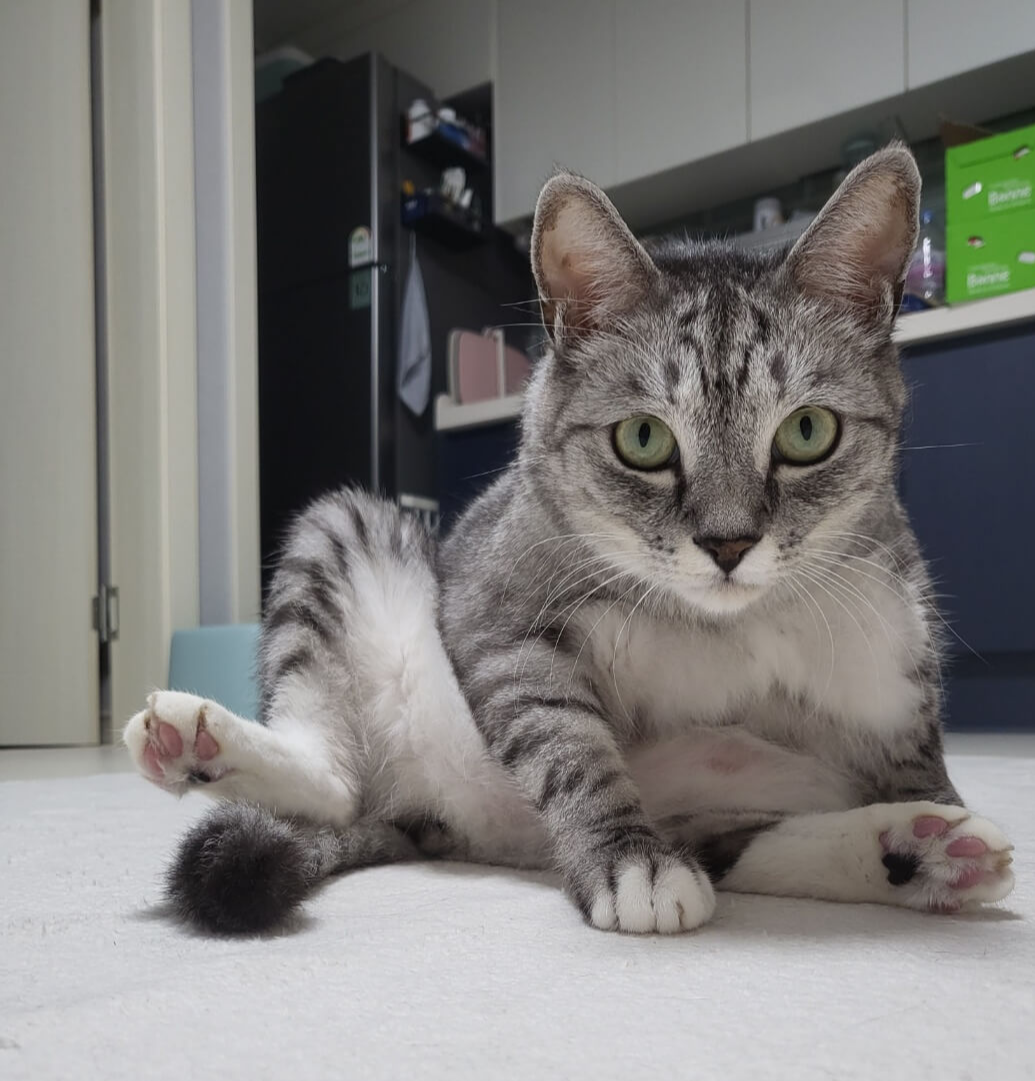 고양이-목욕시키기