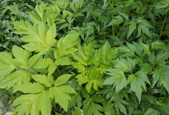 한국의 떡 종류 당귀떡