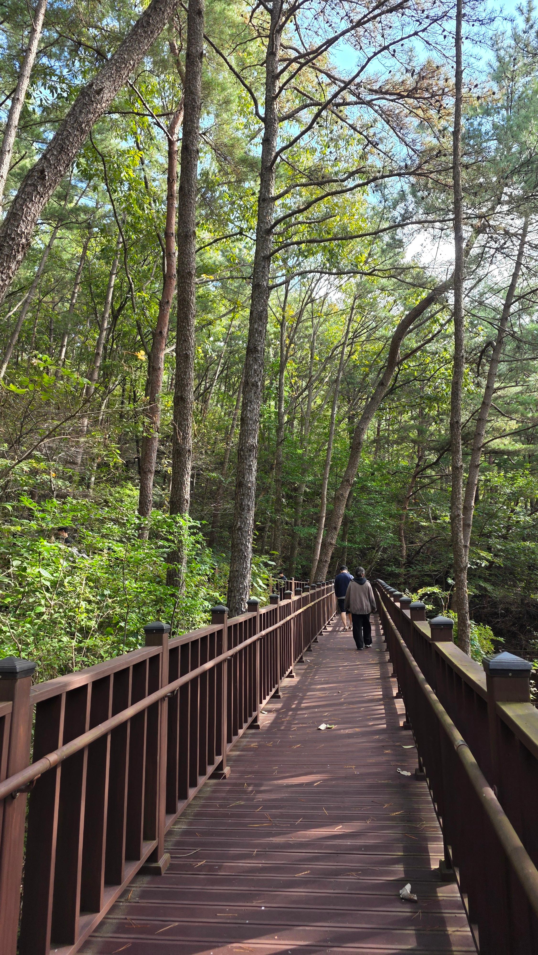 백운산 치유의 숲 추천! 힐링과 체험 예약 방법 정리
