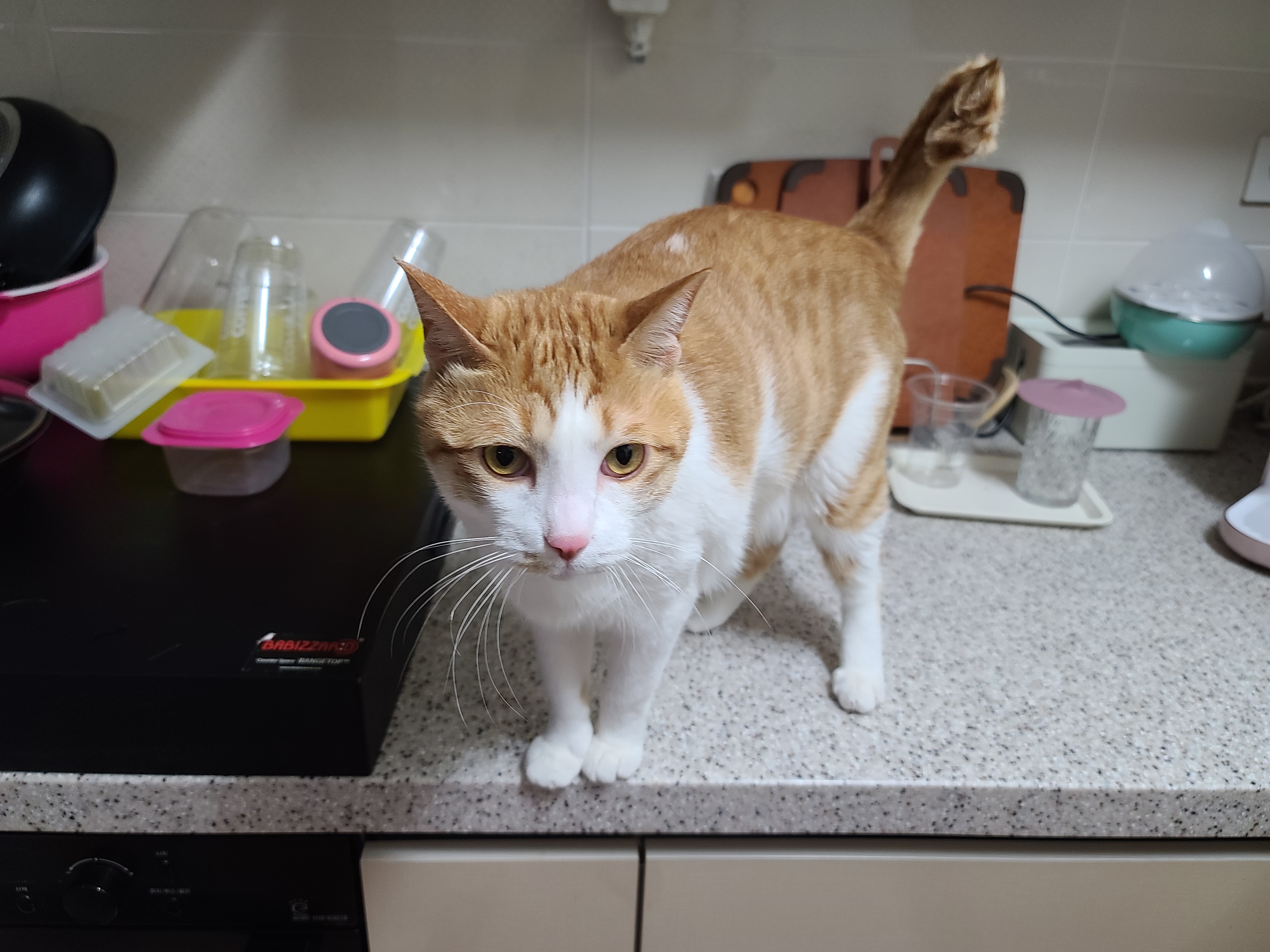 애교많은 치즈고양이 막둥이 삐용