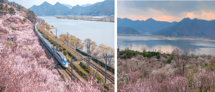 9.양산-원동-순매원