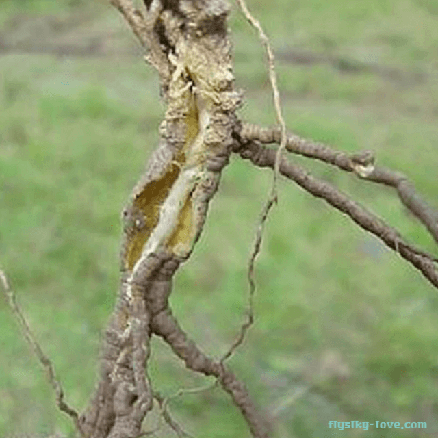신경 안정에 효과적인 원지