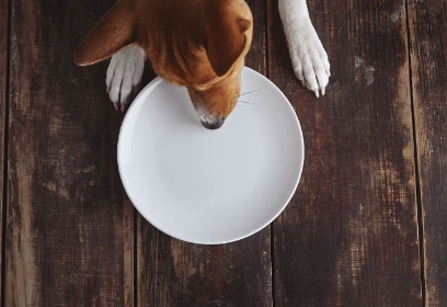 개와 식사를 하다.