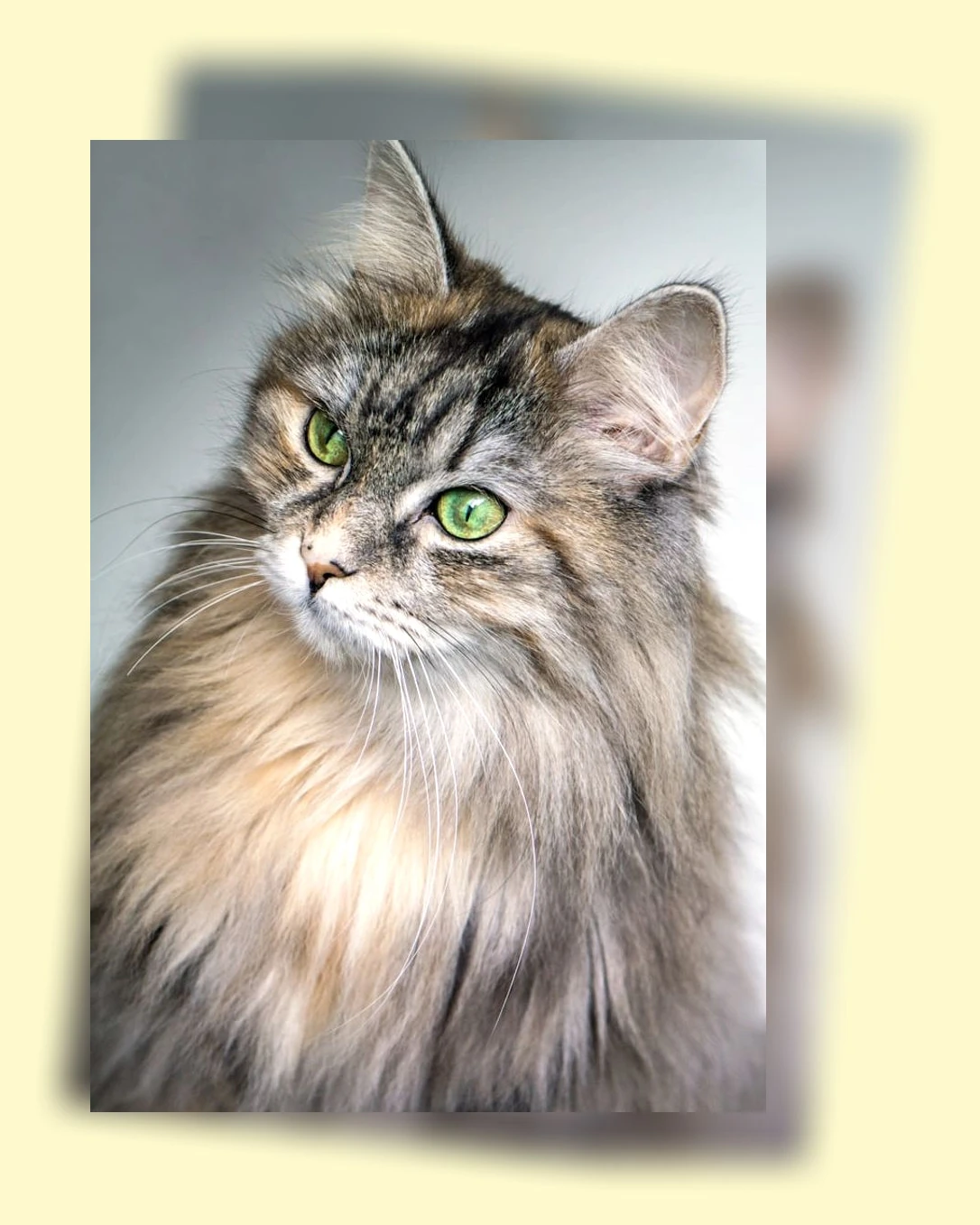 고양이 수명_1_subsection