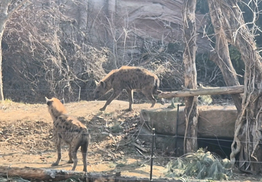 🐾 에버랜드 리버 트레일 어드벤처 솔직 후기! 도보로 걷는 신개념 사파리 체험 ✨