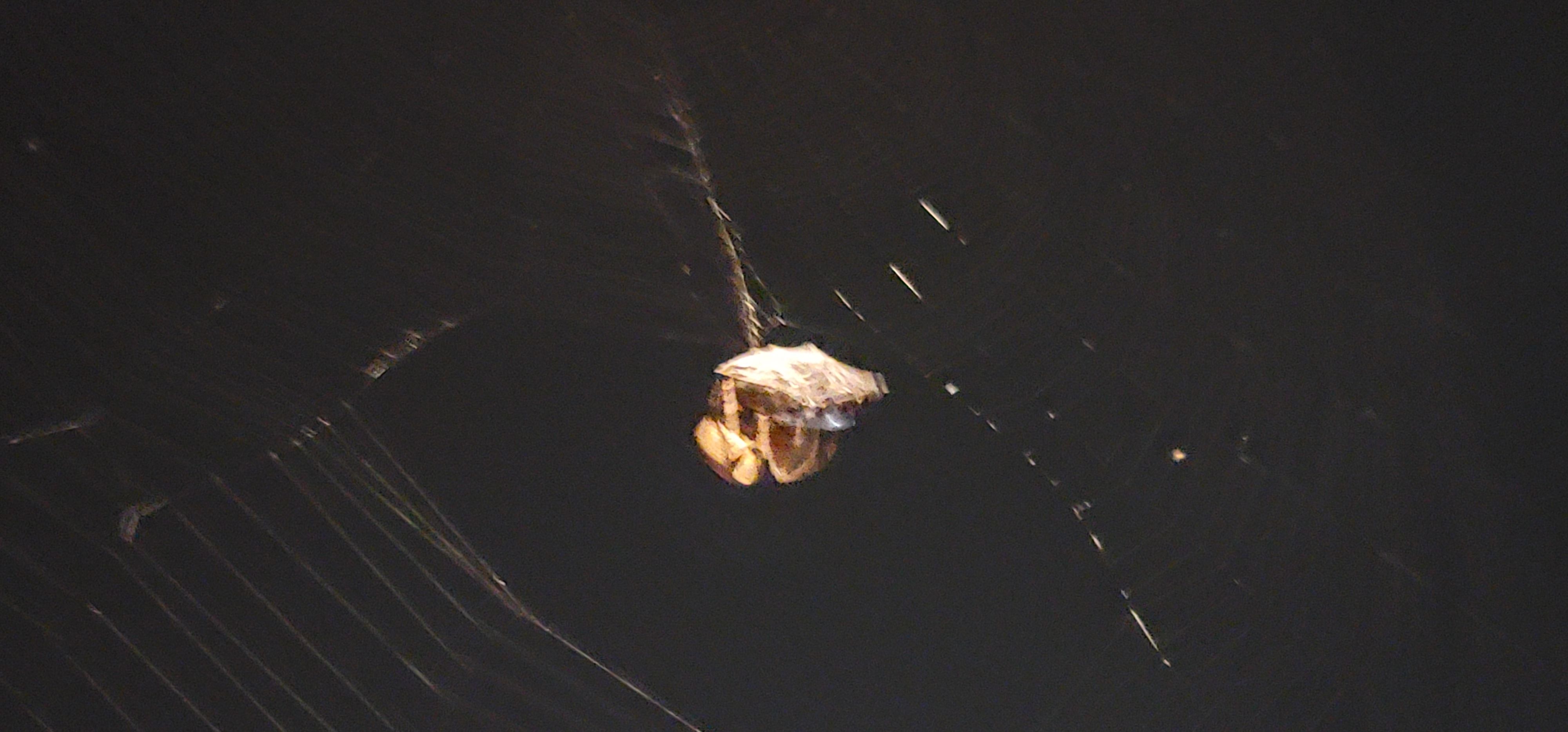 거미줄로 먹이 감기