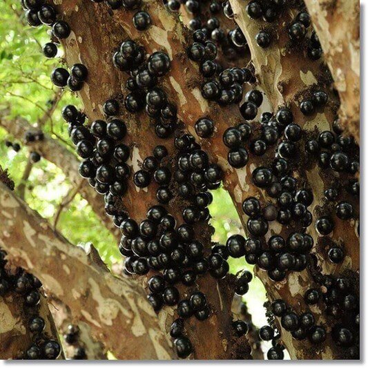 자보티카바 효능 및 특성, 나무 몸통에 달린 자보티카바