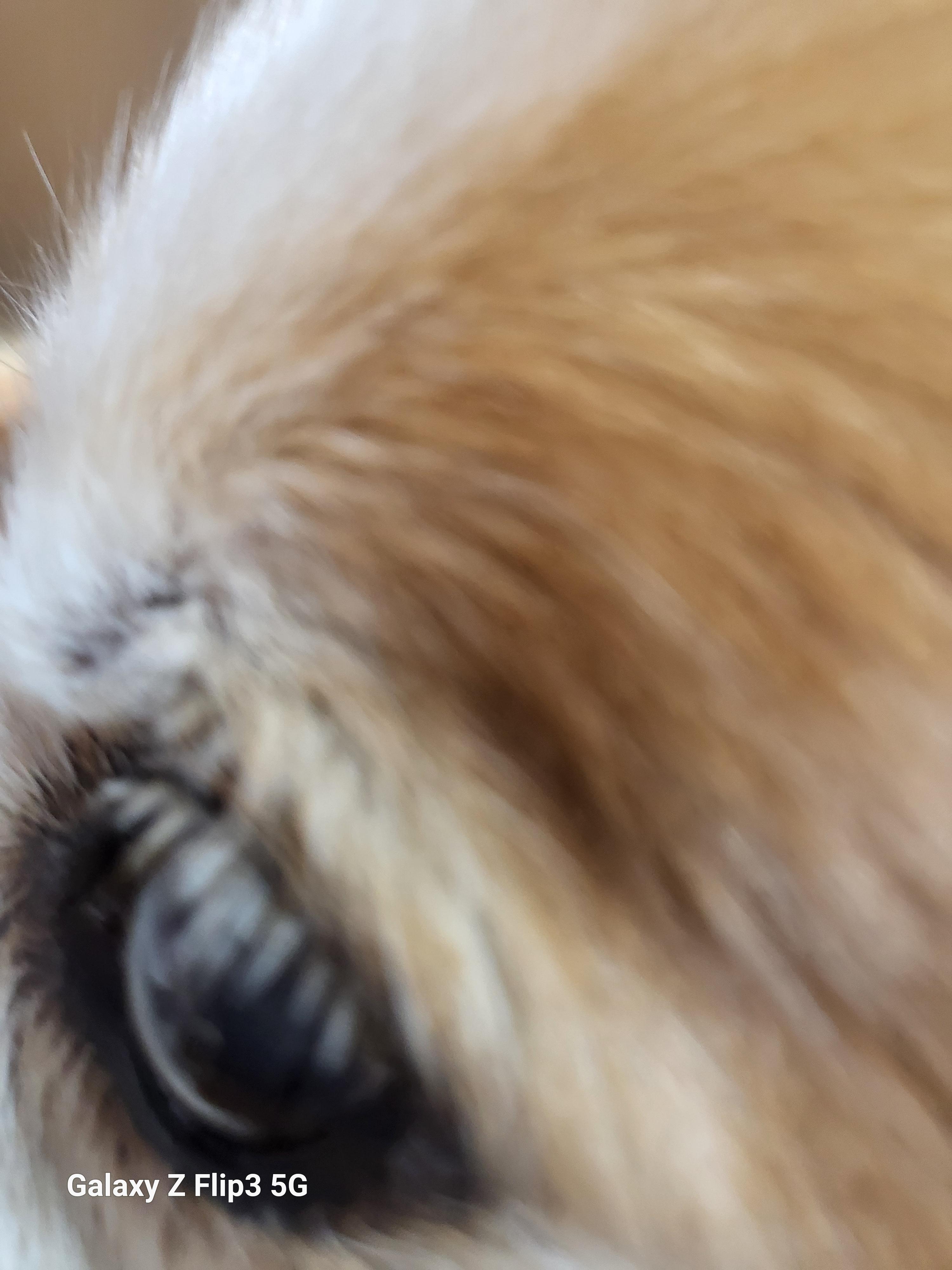 강아지 안구 돌출? 루키의 눈 상태, 병원 진단 후기