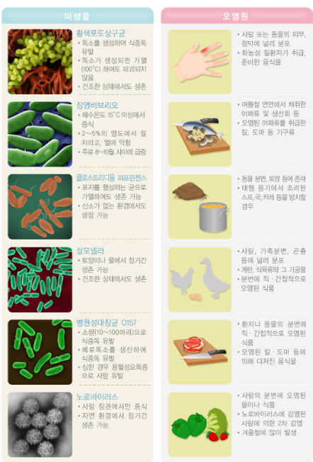 식중독& 장염 차이점, 원인, 자가진단, 증상완화, 예방법
