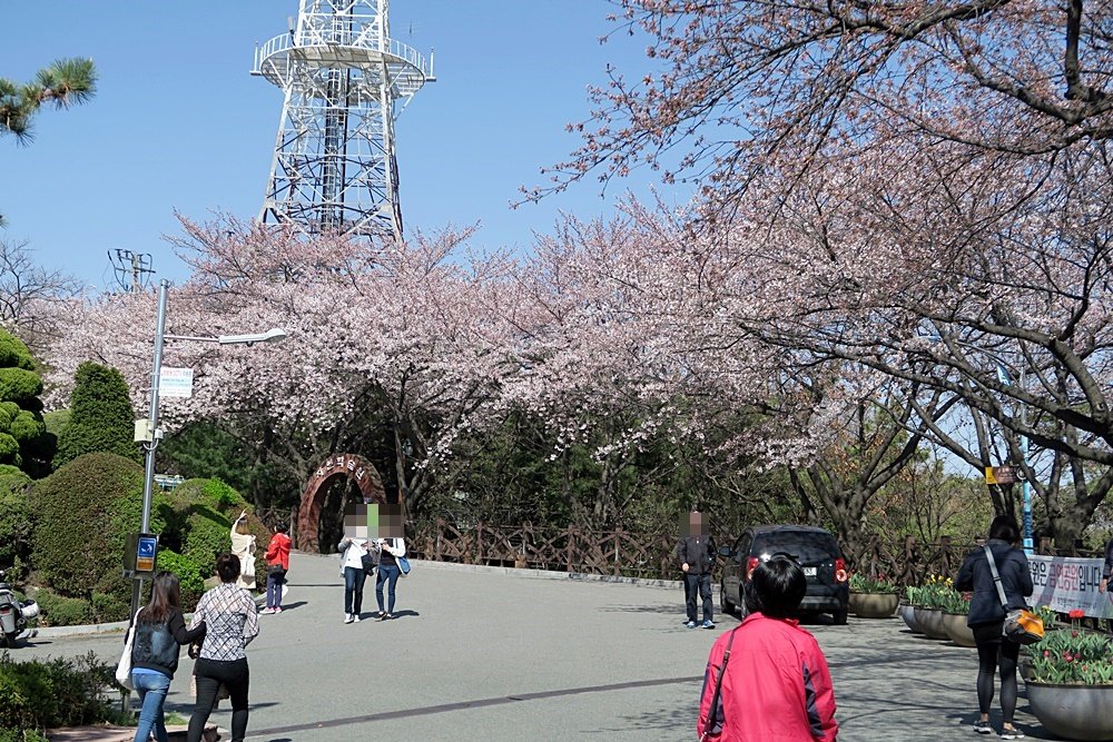 벚꽃 개화시기 2023